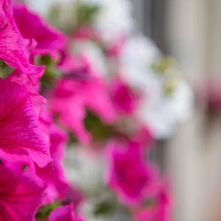 Maison Des Fleurs *